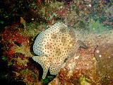 La Grande Barriera Corallina Australiana - 119